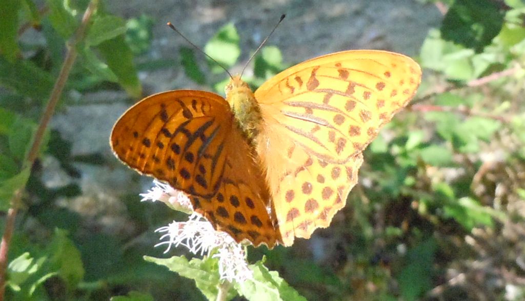 Argynnis paphia?